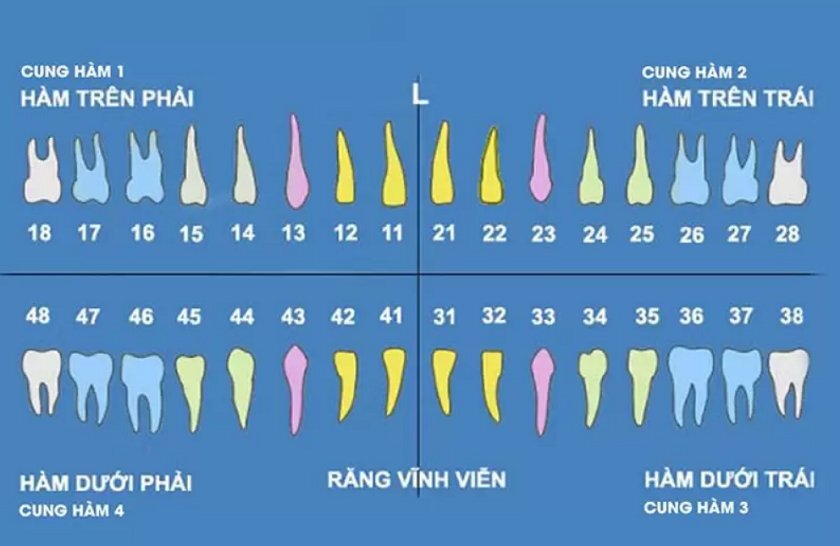 Một bộ răng của người trưởng thành có tổng cộng 32 chiếc răng